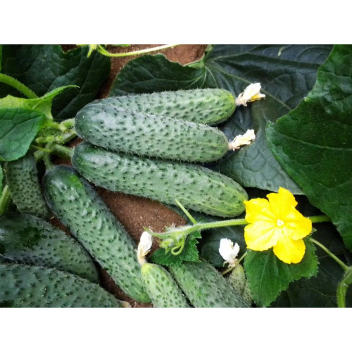 Огірок Солон 10 шт.