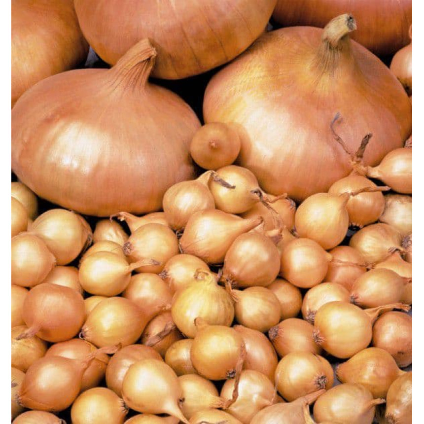 Цибуля-сіянка Штутгартен Стенфілд (вагова цибуля) Голандія, 1 кг
