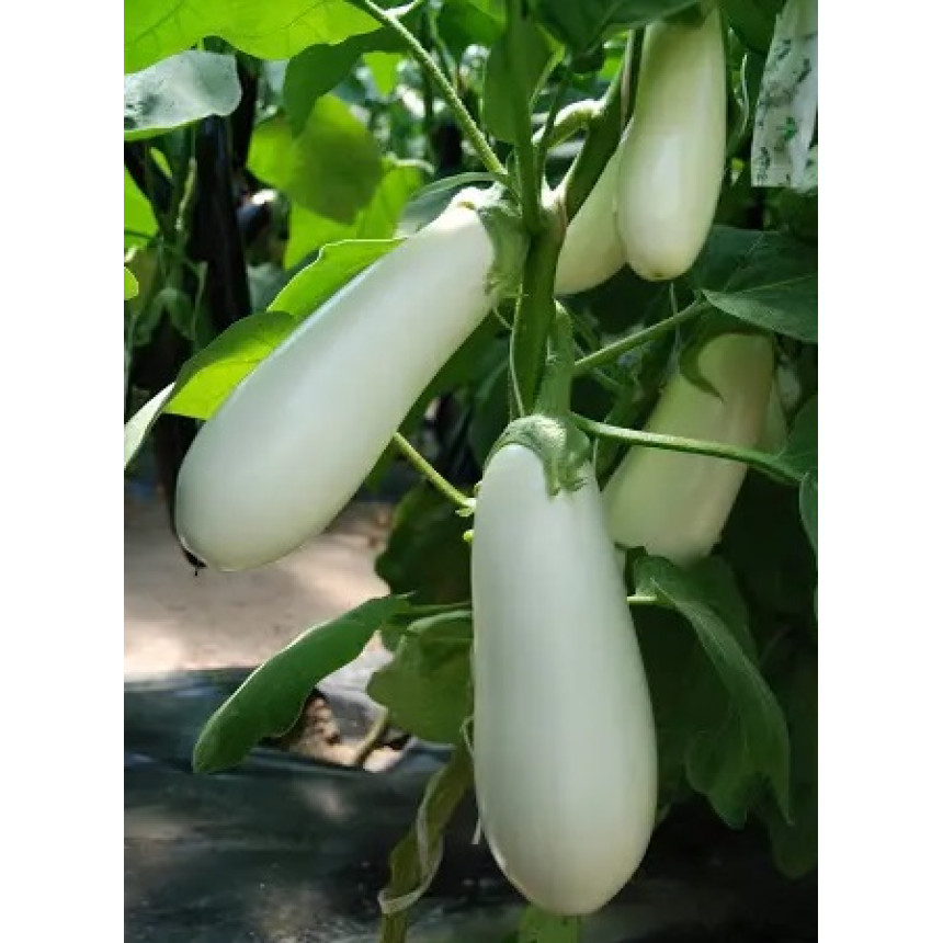 Баклажан Аретуза F1, 8 шт.