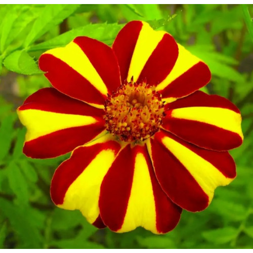 Чорнобривці Денді, 0.2 г