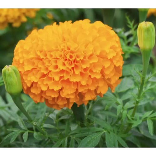 Чорнобривці Еквінокс помаранчеві, 0.5 г