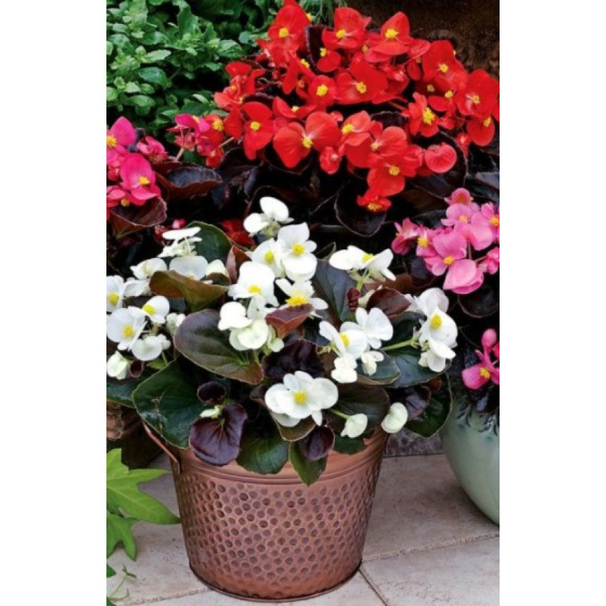 Бегонія вічноквітуча Бада Бум F1 суміш, 10 шт.