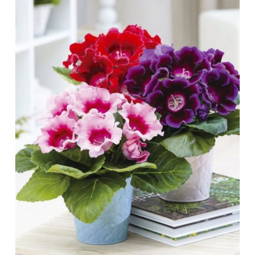 Глоксинія Аванті F1 суміш, 10 шт.