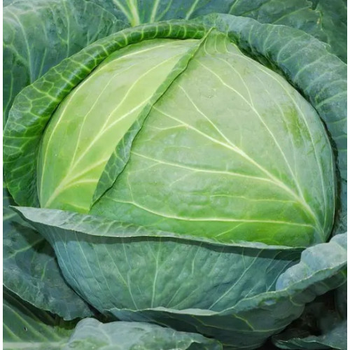 Капуста Одісей F1, 20 шт.