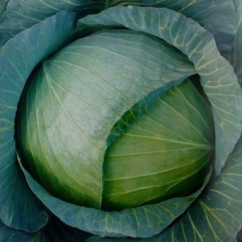 Капуста Сапфір F1, 20 шт.