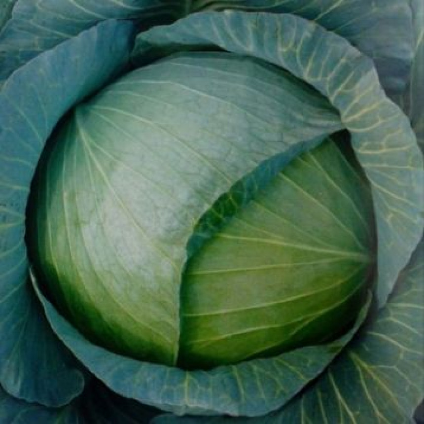 Капуста Сапфір F1, 20 шт.