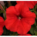 Петунія Танго F1 (червона), 20 шт.