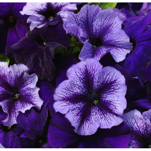 Петунія Тритунія F1 Полярне Сяйво, 20 шт.