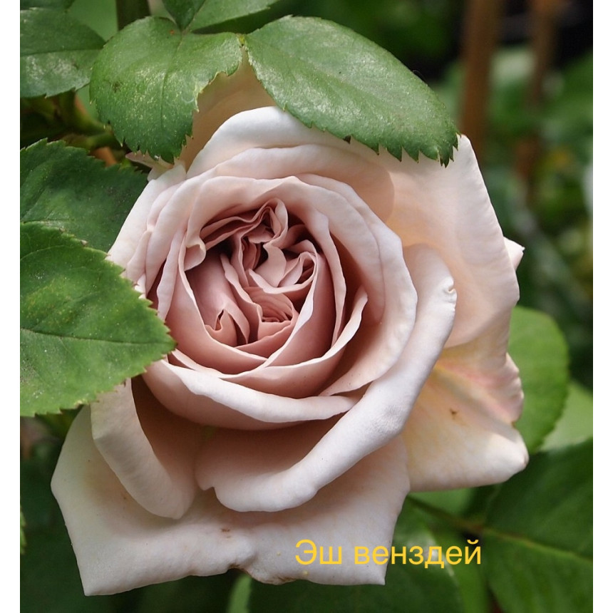 Саджанці троянд Еш Венздей (плетиста)