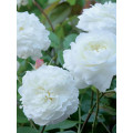 Саджанці Троянд Біла Сенсація (англійська)