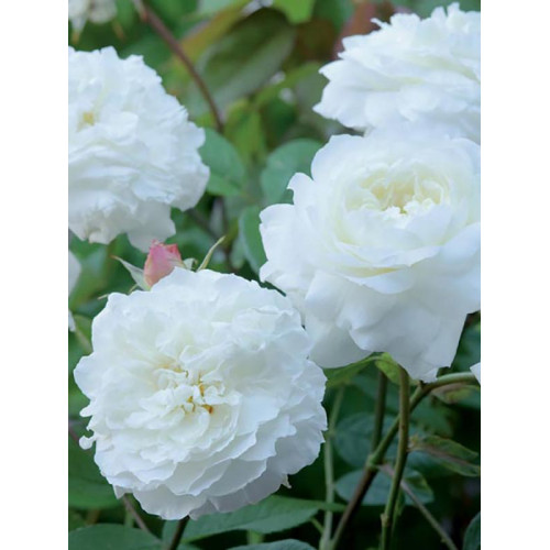 Саджанці Троянд Біла Сенсація (англійська)