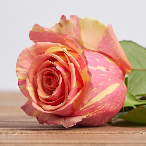 Саджанці троянд Фієста (чайно-гібридна)