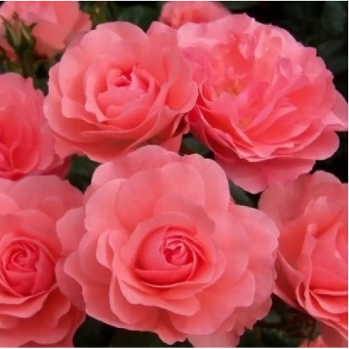 Саджанці троянд Лінда (Дрібноквіткова)