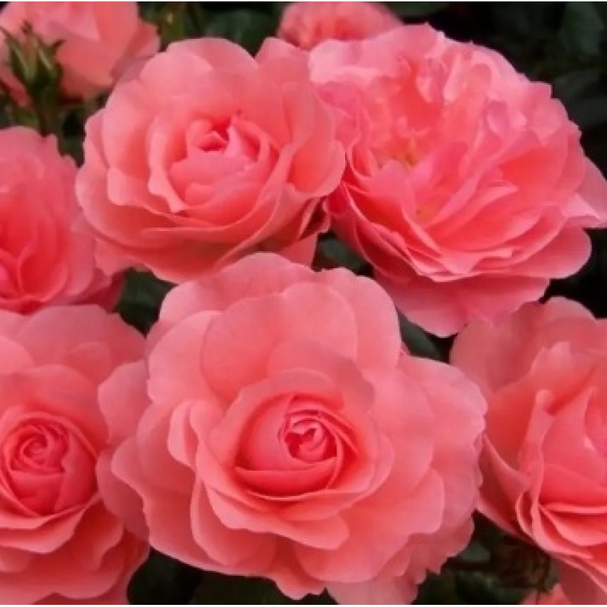 Саджанці троянд Лінда (Дрібноквіткова)