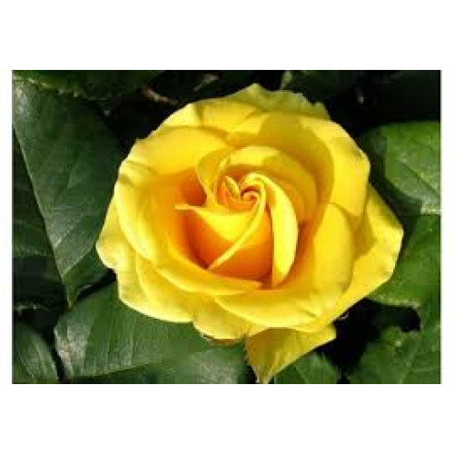 Саджанці троянд Папіллон (чайно-гібридна)