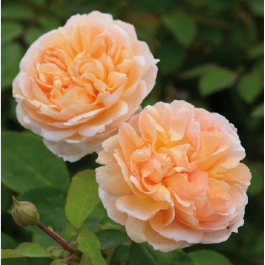 Саджанці троянд Персикове Диво (англійська)