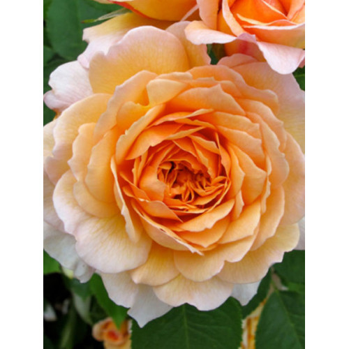 Саджанці троянд Сер Ланселот (англійська)