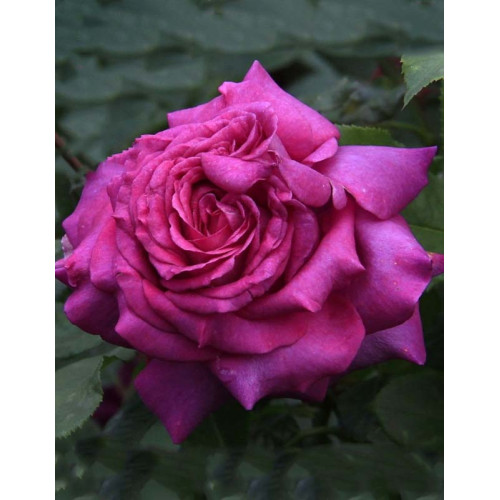 Саджанці троянд Юріанда (чайно-гібридна)