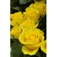 Троянда "Керіо" (жовта) середній саджанець