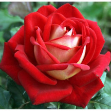Троянда "Люксор" (червона з білою сорочкою) середній саджанець
