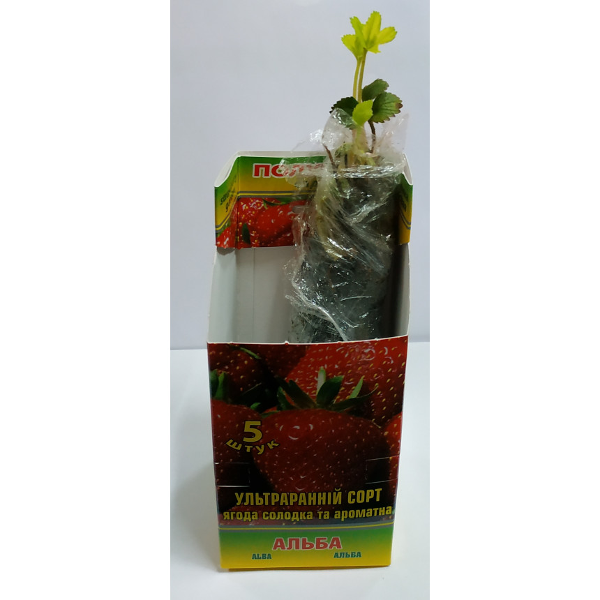 Саджанці полуниці Альба, 5 шт.
