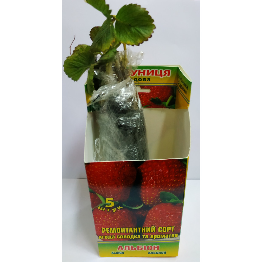 Саджанці полуниці Альбіон, 5 шт.