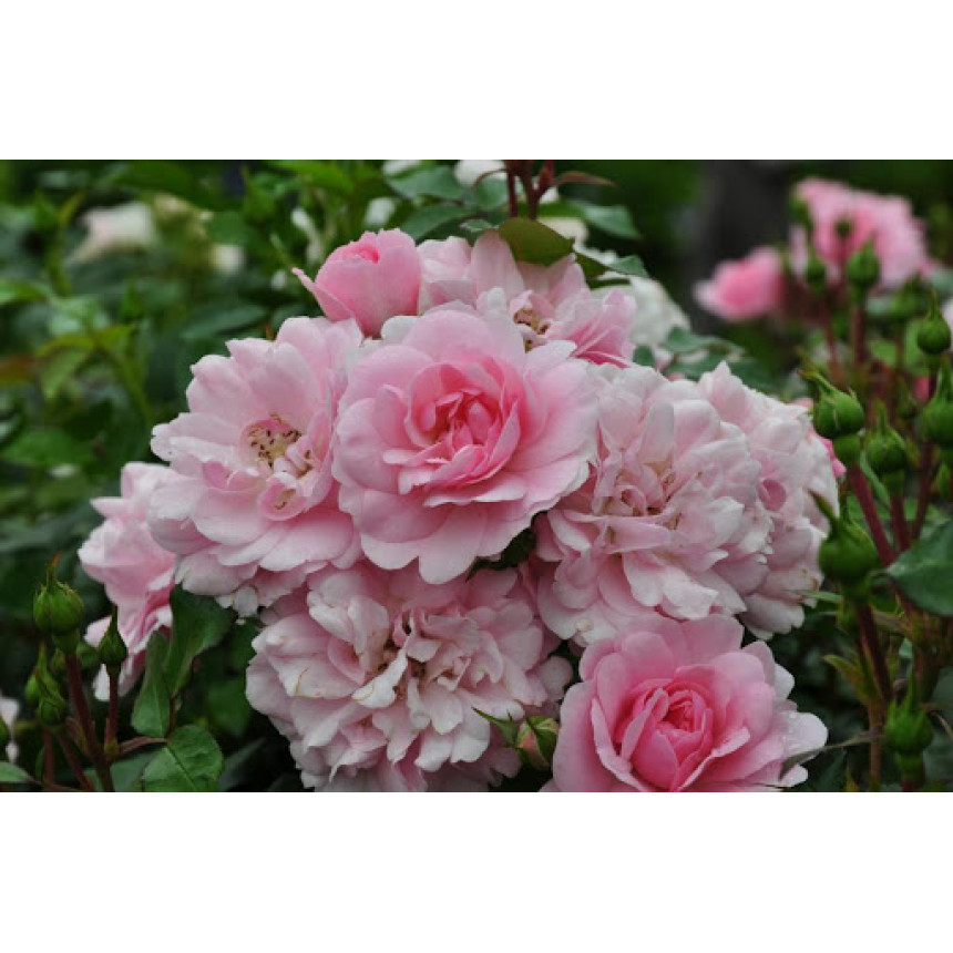 Саджанці троянд Боніка (грунтопокривна)