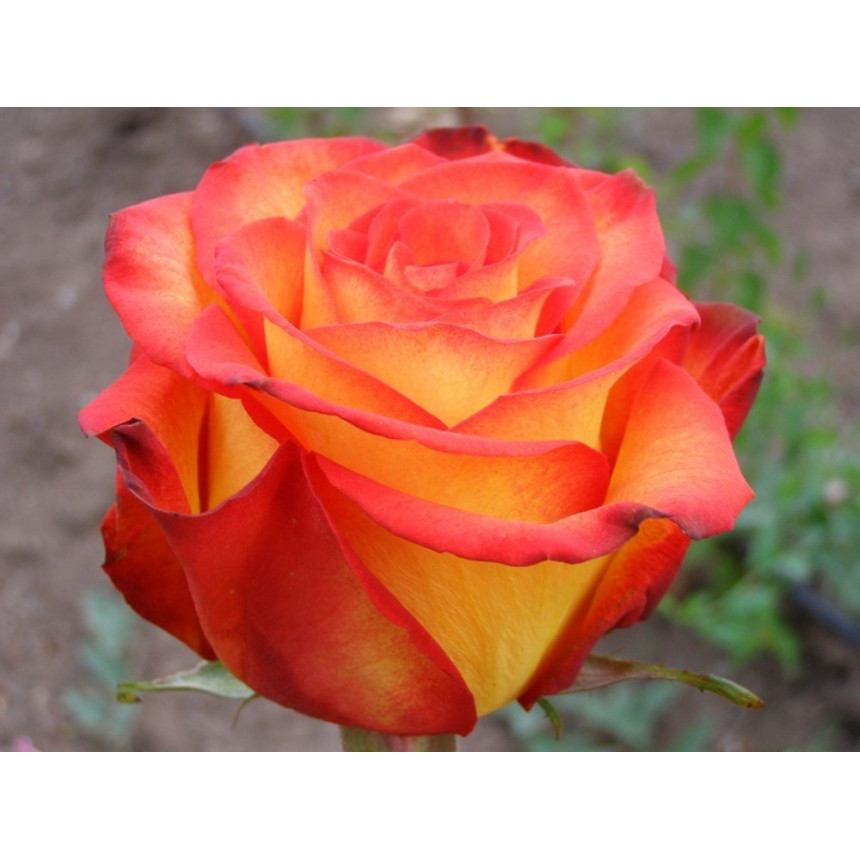 Саджанці троянд Циркус (чайно-гібридна)