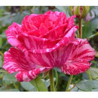 Троянда "Пінк Інтуішн" (рожева з білими розводами) середній саджанець