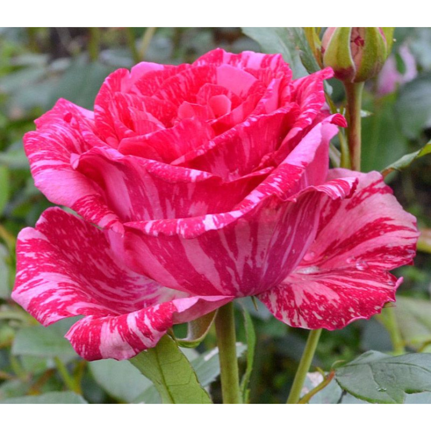 Саженцы роз Пинк Интуишн (чайно-гибридная)