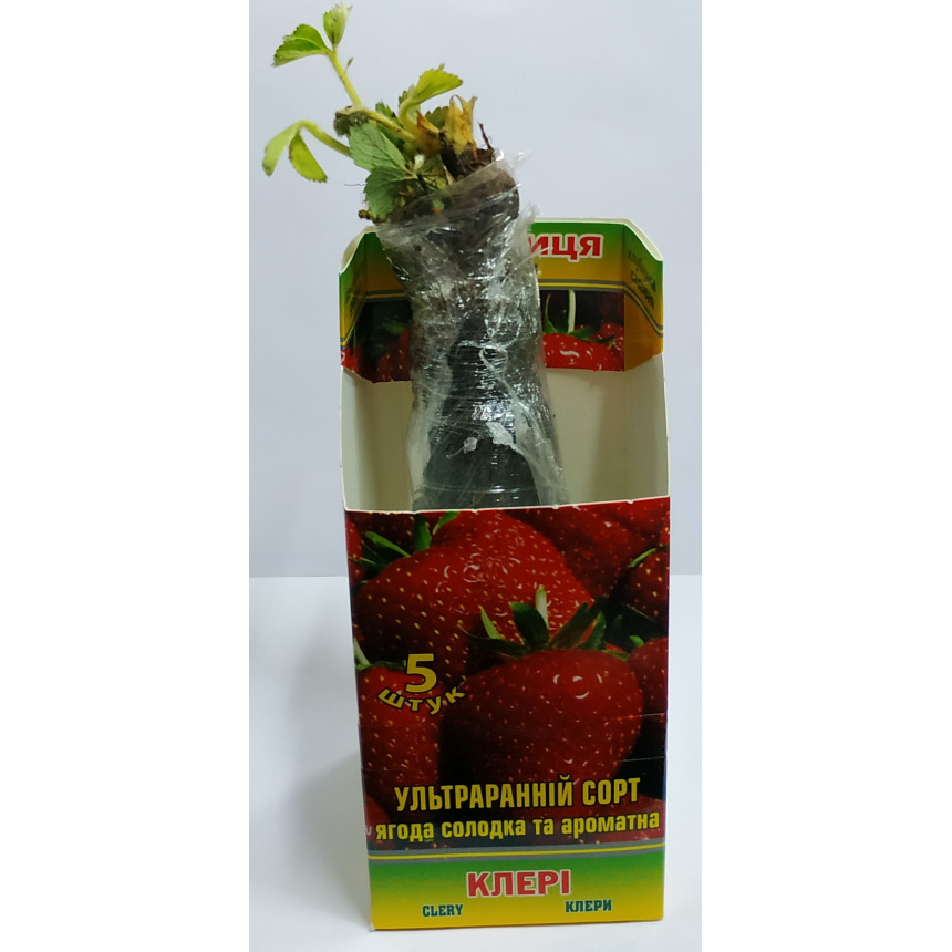 Саджанці полуниці Клері, 5 шт.