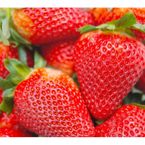 Саджанці полуниці Альба, 5 шт.