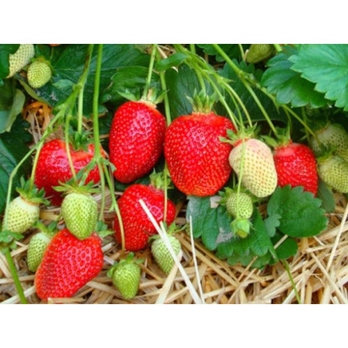 Саджанці полуниці Азія, 5 шт.