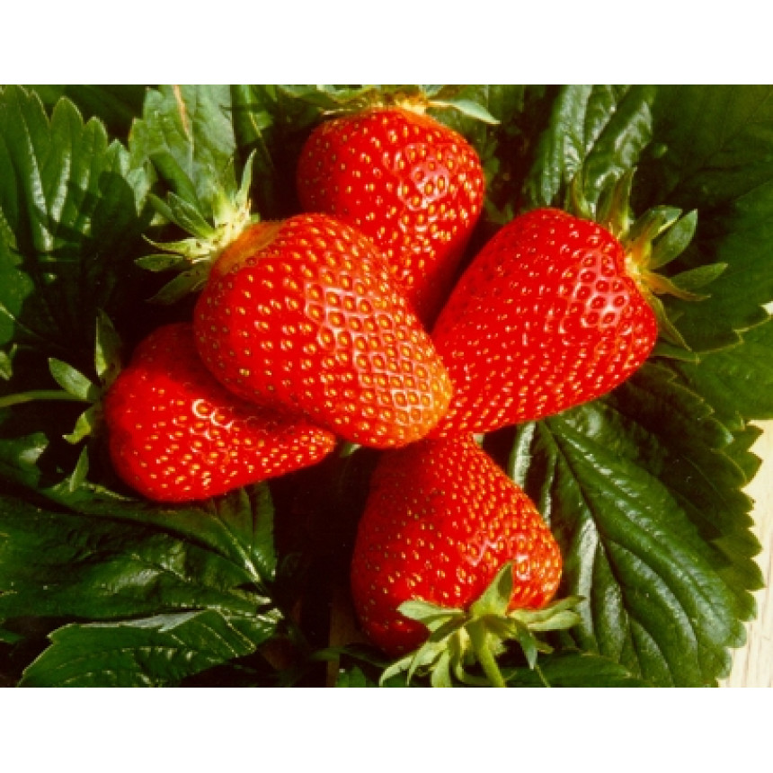 Саджанці полуниці Мадлен, 5 шт.