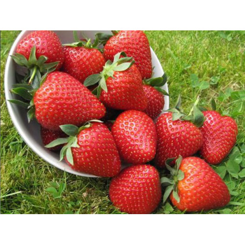 Саджанці полуниці Вайбрант, 5 шт.