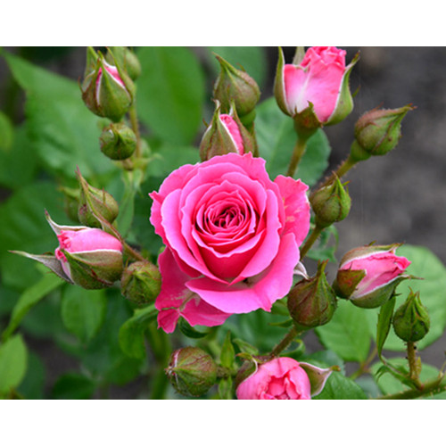 Саджанці троянд Лавлі Лідія (спрей)