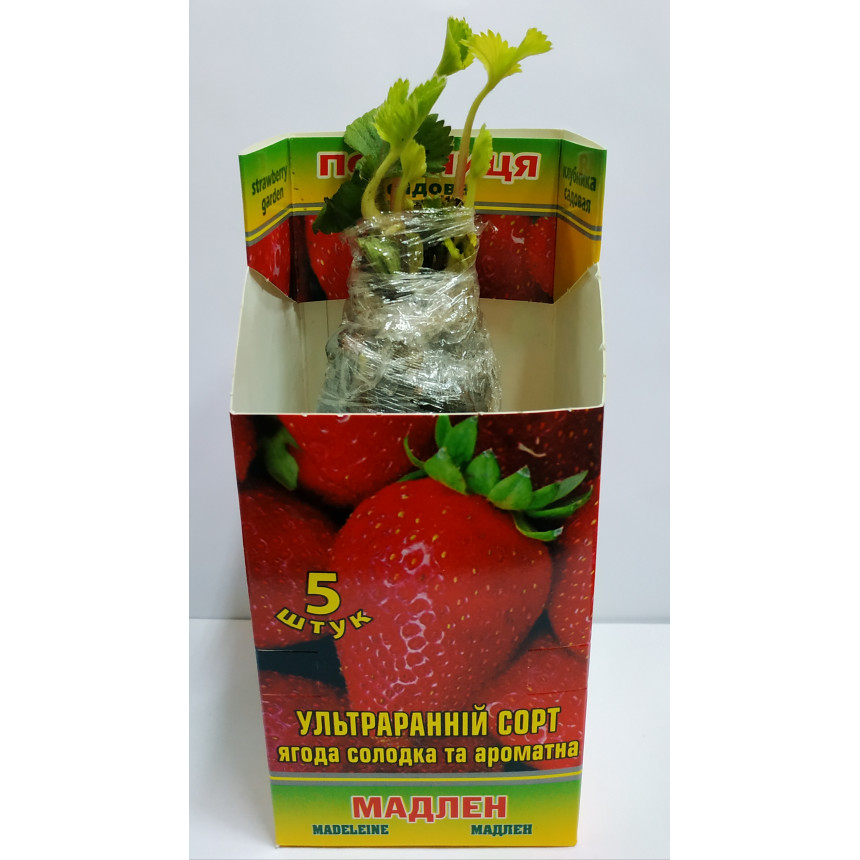 Саджанці полуниці Мадлен, 5 шт.