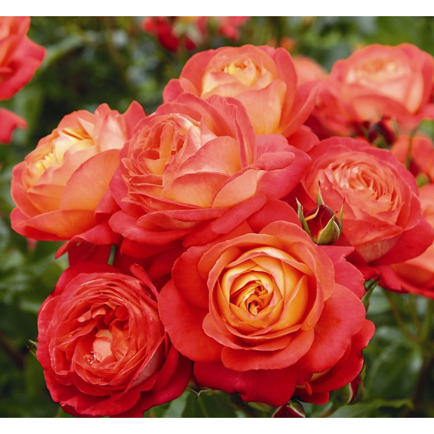 Саджанці троянд Мідсаммер (плетиста)