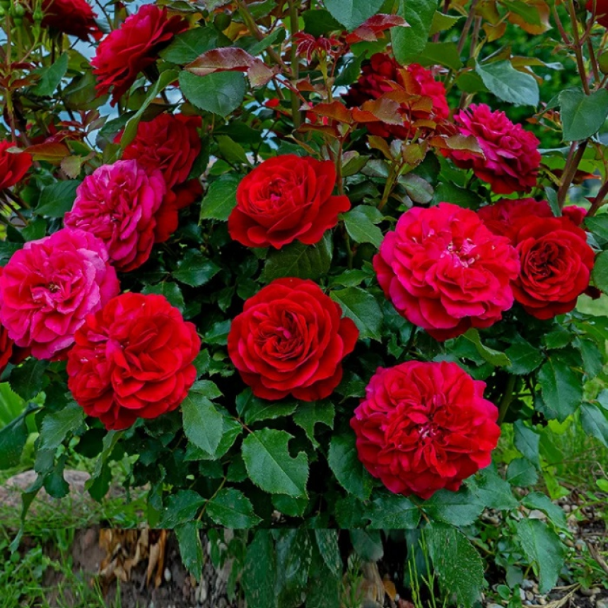 Саджанці троянд Мона Ліза (англійська)