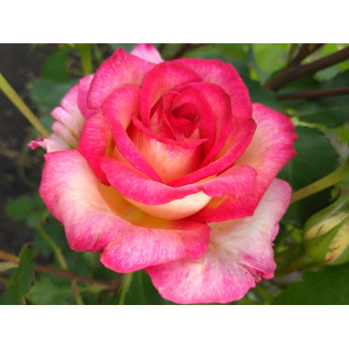 Саджанці троянд Куін Амазон (чайно-гібридна)