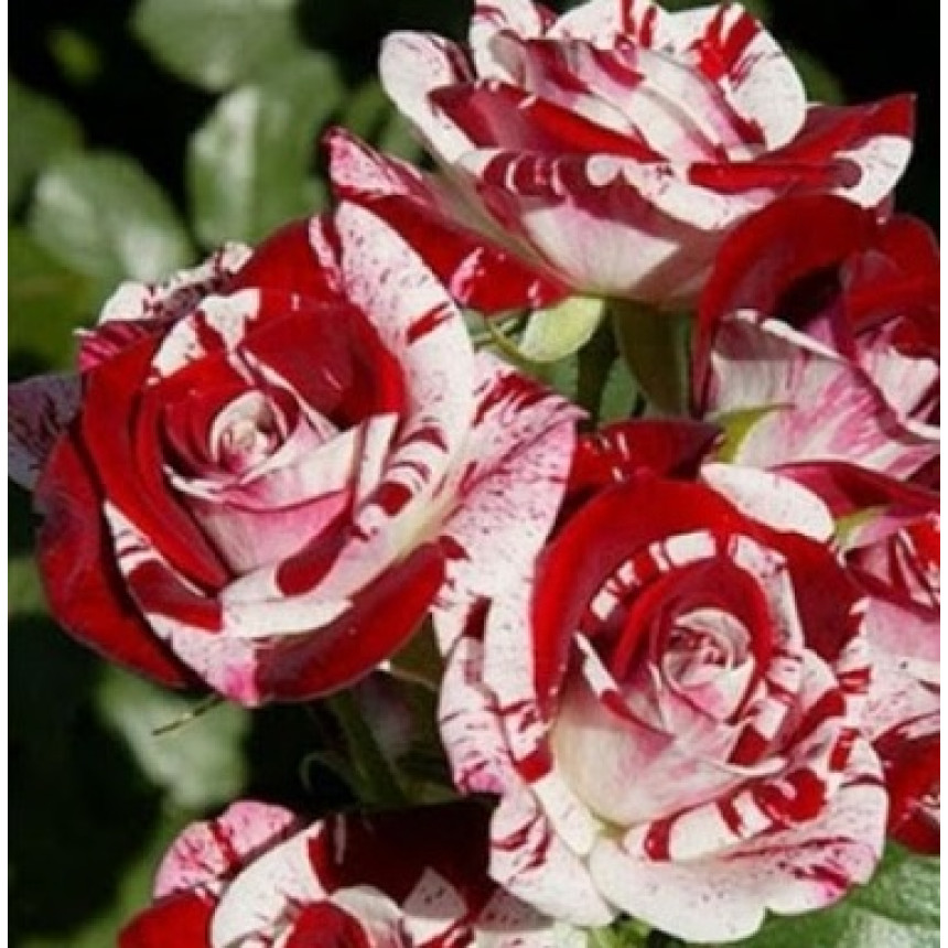 Саджанці троянд Ред Граффіті (спрей)