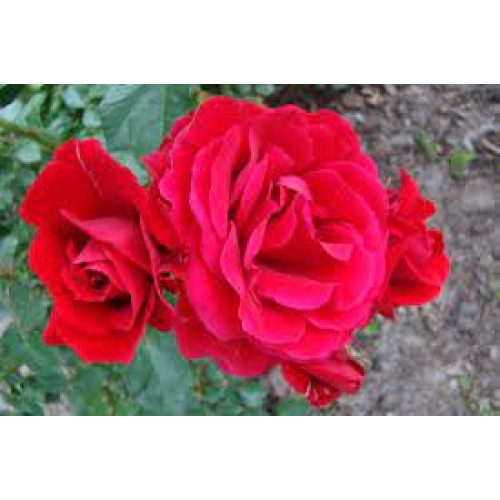 Саджанці троянд Блейз Суперіор (плетиста)