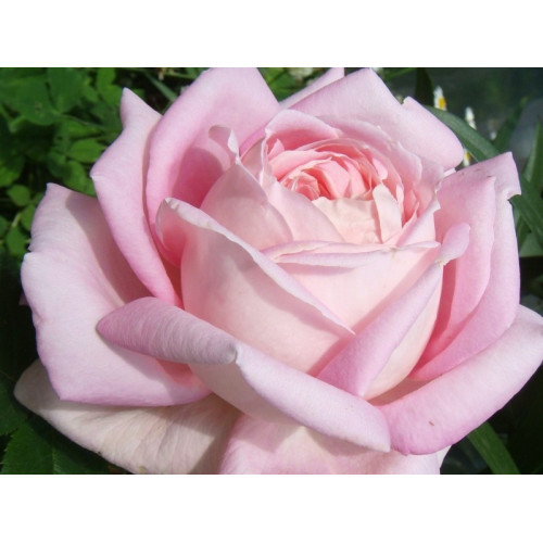 Саджанці троянд Міріам (чайно-гібридна)