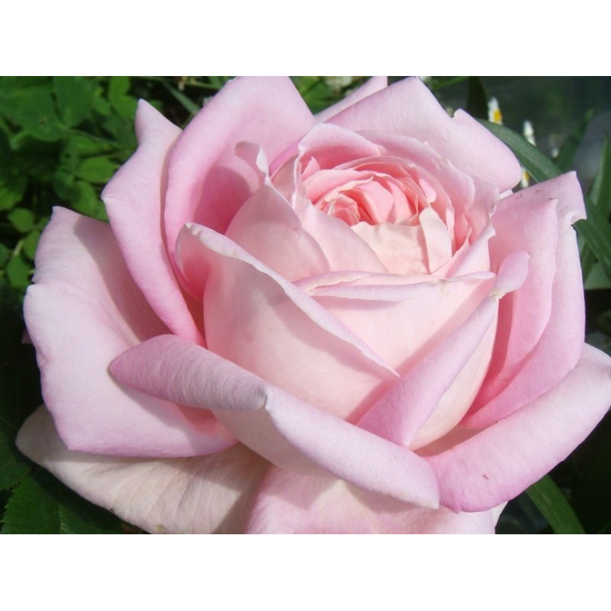 Саджанці троянд Міріам (чайно-гібридна)