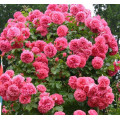 Саджанці троянд Розаріум Ютерсен (плетиста)