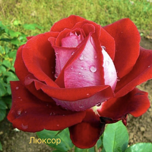 Саджанці троянд Люксор (чайно-гібридна)