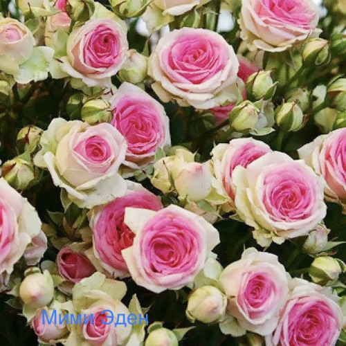 Саджанці троянд Мімі Еден (спрей)