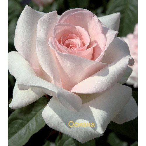 Саджанці троянд Осіана (чайно-гібридна)