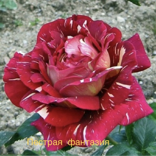 Саджанці троянд Строката Фантазія (чайно-гібридна)