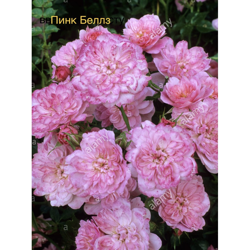 Саджанці троянд Пінк Беллз (грунтопокривна)